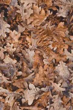 Oak tree brown leaves background texture with water drops Stock Photos