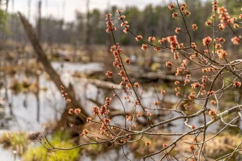 Oak Tree Buds in Spring Stock Photos