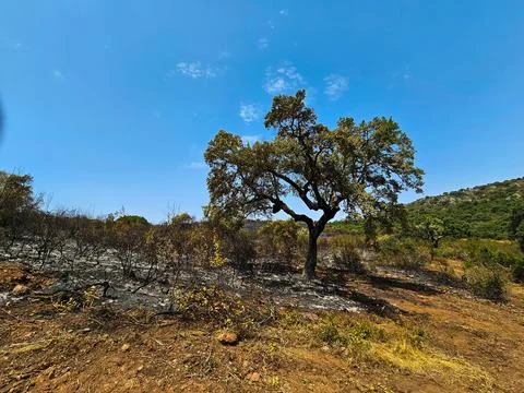 Oak tree with burnt soil Stock Photos
