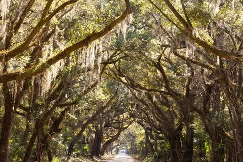 Oak tree canopy country road South Carolina SC USA Stock Photos