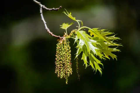 Oak tree catkins in the springtime Stock Photos