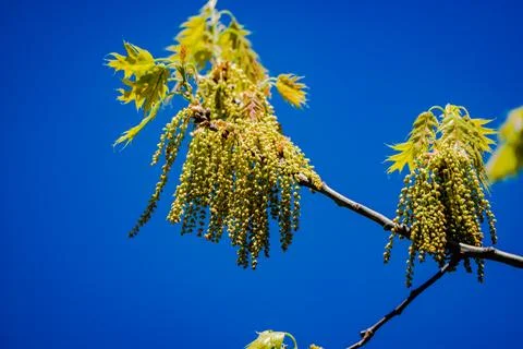 Oak tree catkins in the springtime Stock Photos