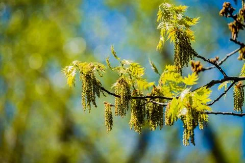 Oak tree catkins in the springtime Stock Photos