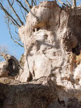Oak tree central part on display in open Stock Photos