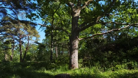 Oak Tree circling tree from a distance climbing handholds Stock Footage 195999310