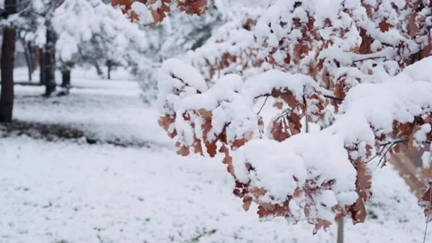 Oak tree covered with the first snow. Oak dry leaves on the branch in winter. Stock Footage 228207201