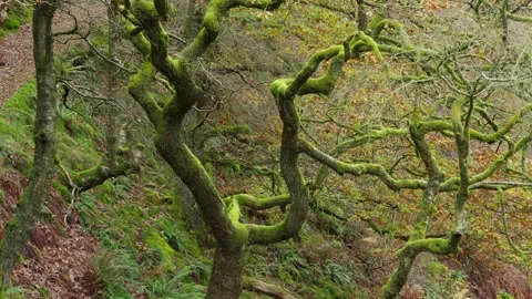 Oak tree covered in moss. Damp environment set in a woodland river scape wi.. 库存影片 261149555