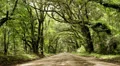 oak tree covered road spanish moss canopy Vidéos HD
