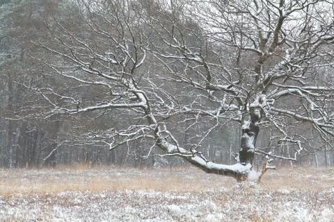 Oak tree covered with snow Stock Photos