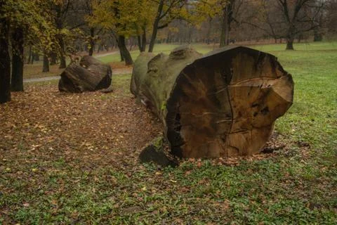 Oak tree cut down in a park Fotos de archivo