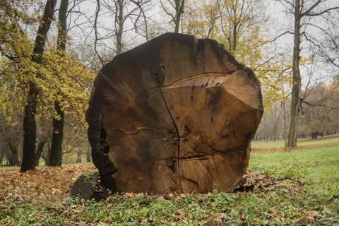 Oak tree cut down in a park Stock Photos