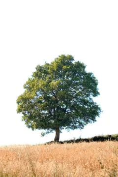 Oak tree cutout Stock Photos