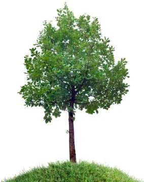 Oak Tree Cutout Stock Photos