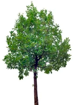 Oak Tree Cutout Stock Photos