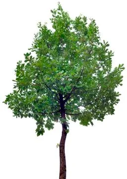 Oak Tree Cutout Stock Photos