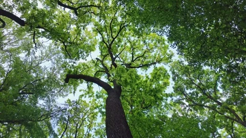 Oak tree in a deciduous forest. Stock Footage 309449285