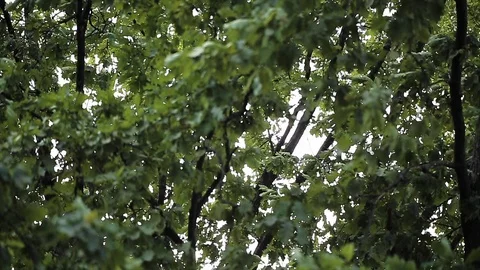 Oak tree develops in strong gale-force winds in cloudy weather. Stock Footage 121336480