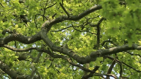 Oak Tree Dolly Stock Footage 4774462