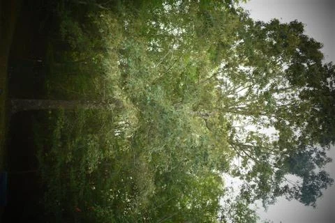Oak tree at dusk Stock Photos