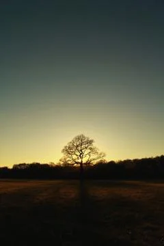 Oak Tree at Dusk Foto stock