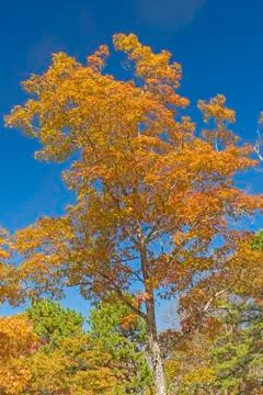 Oak Tree in Fall Colors Stockfoto's