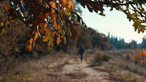 Oak tree fall with hiker waking out of focus walking toward you Stock Footage 259216046