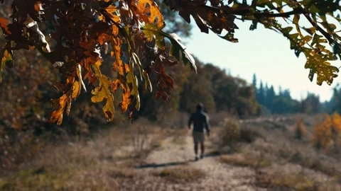 Oak tree in fall with a hiker walking on a trail in the background out of focus Stock-Footage 259216035