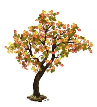 Oak tree in fall Stock-Illustration