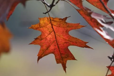 Oak tree fall leaf Stock Photos