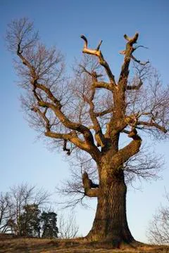 Oak tree in the fall Stock Photos
