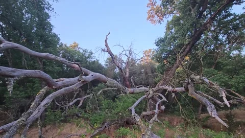 oak tree falls in the forest. death in t... Stock Video Pond5