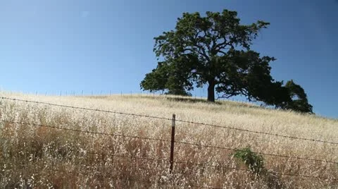 Oak tree in field with barbed wire fence Stock Footage 21540554