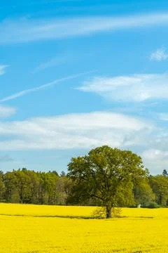 An oak tree in a field of beutiful bright yellow rapeseed or canola flowers Stock Photos