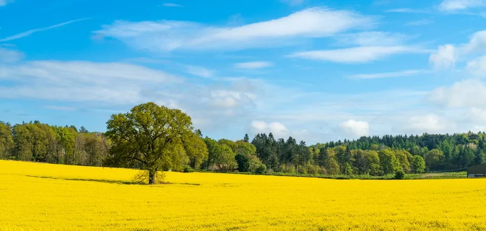 An oak tree in a field of beutiful bright yellow rapeseed or canola flowers Stock Photos