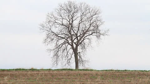 Oak Tree In a Field 動画素材 22824850