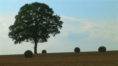 Oak tree in field of hay bales Stock Footage 264297
