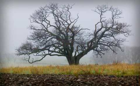 Oak tree on a field Stock Photos