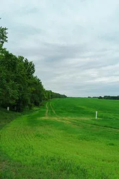 Oak tree on the field Stock Photos