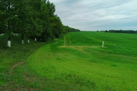 Oak tree on the field Stock Photos
