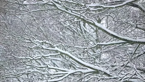 Oak tree in field in snowfall 库存影片 83809469