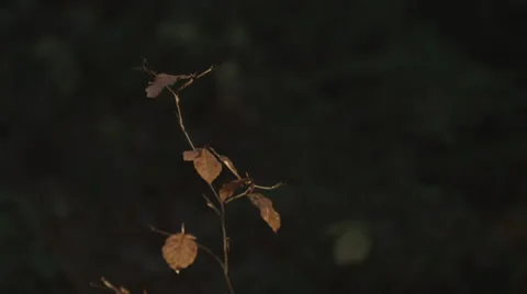 Oak Tree fledgling Sunset Video stock 44264900