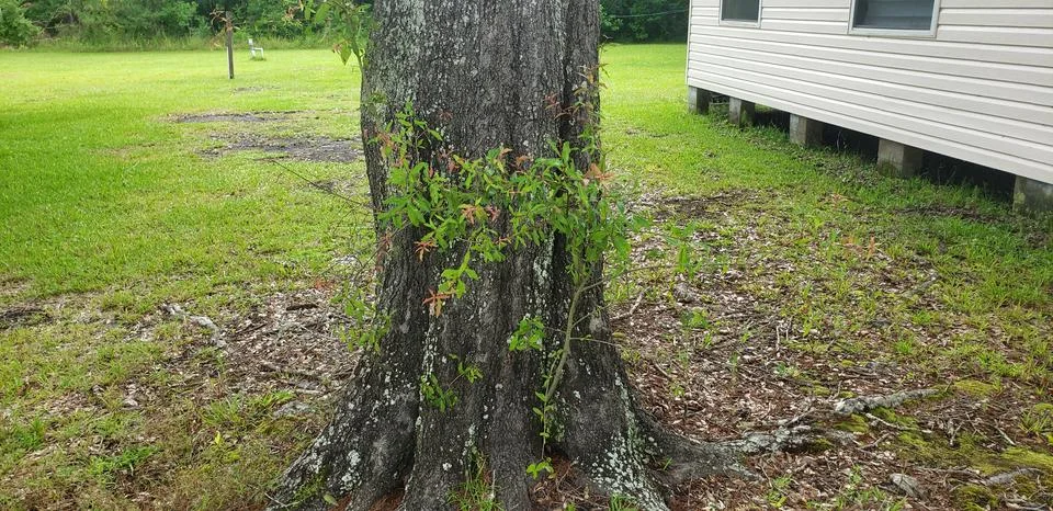 Oak Tree Florida Stock Photos