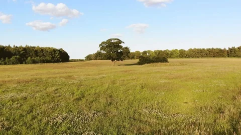 Oak Tree Fly By 1 Video stock 91381730