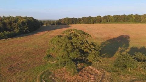 Oak Tree Fly By 2 Video stock 91849193