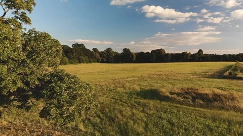 Oak Tree Fly By 3 Video stock 91850516