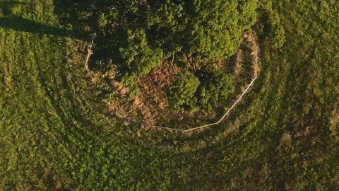 Oak Tree Fly By 4 Video stock 91850532