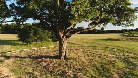 Oak Tree Fly By 5 Video stock 91850514