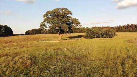 Oak Tree Fly By 6 Video stock 91850441