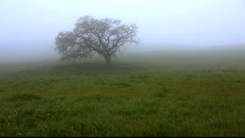 Oak Tree In Fog Stock Footage 106113765