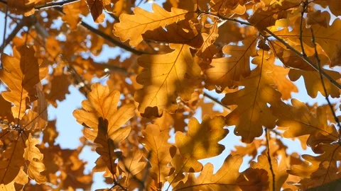 Oak tree foliage in autumn - Common Oak tree leaves in fall, Quercus robur Stock Footage 165703907